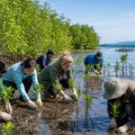 Pentingnya Restorasi Hutan Mangrove Dalam Menghadapi Kenaikan Permukaan Air Laut Di Indonesia